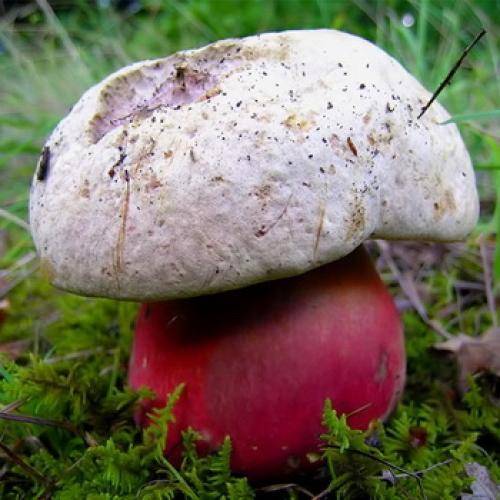 Полубелый гриб (boletus impolitus): фото, описание и как его готовить