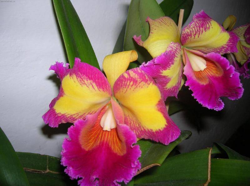 Каттлея фото орхидеи, уход в домашних условиях, пересадка, цветение, полив, размножение