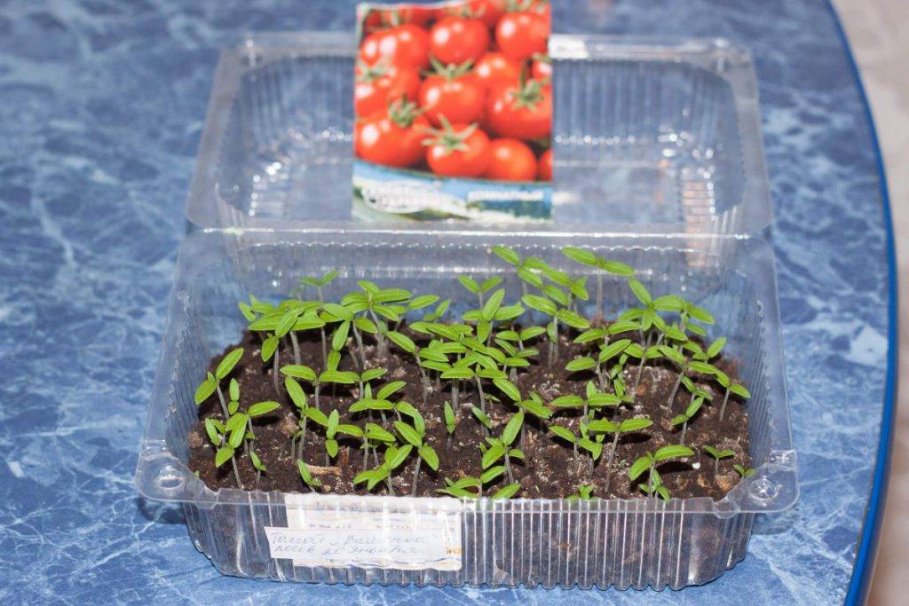 Когда сажать помидоры на рассаду в 2021 году + благоприятные дни по лунному календарю