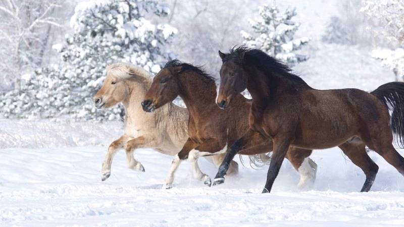 Сколько живут лошади? сколько лет в среднем живут кони в домашних условиях? срок жизни в дикой природе. как определить возраст по зубам?