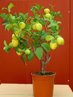 Всё о выращивании комнатных лимонов