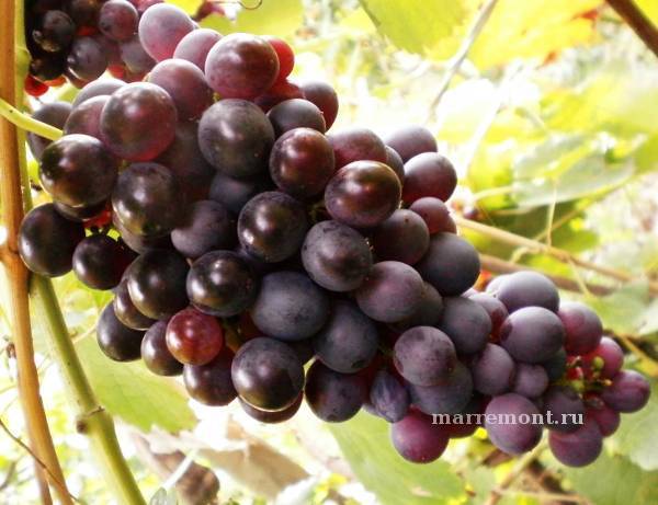 Виноград кишмиш лучистый: описание сорта, фото, отзывы, видео