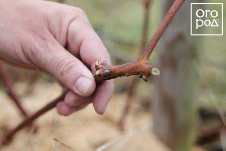 Обрезка винограда осенью для новичков: инструкция + видео