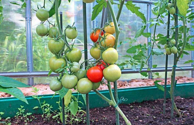 Подкормка томатов в теплице – какие удобрения и когда использовать?