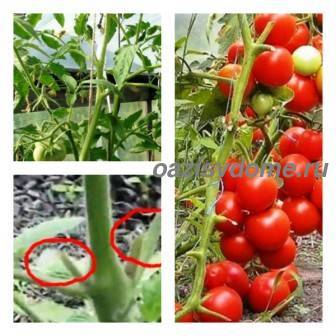 Как прищипывать помидоры — 115 фото, правила и особенности ухода за томатами в парниках и открытом грунте