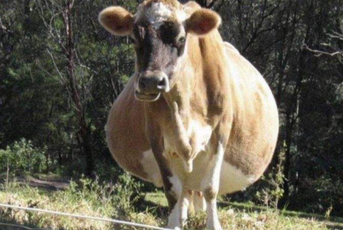 Стельность – как протекает беременность коров