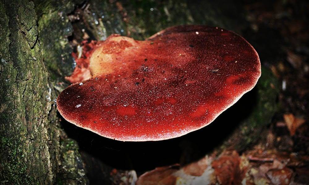 А вы знали о существовании печеночного гриба? всё о тёщином языке в этой статье!