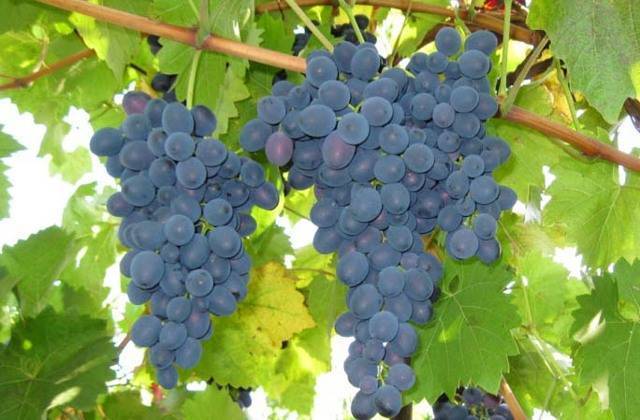 Сорт винограда молдова — уход обрезка и болезни сорта - сорта винограда, винные | описание, советы, отзывы, фото и видео
