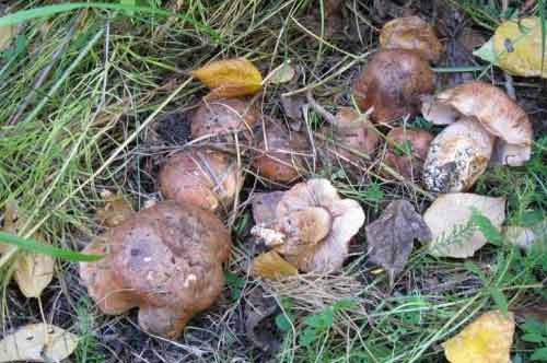 Грибы рядовки: съедобные и несъедобные виды, описание, особенности, свойства гриба семейства рядовковые