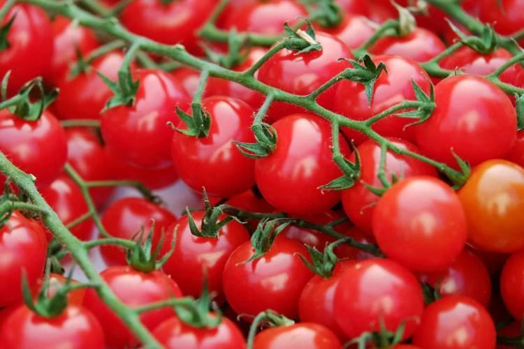 Как ухаживать за помидорами черри - сроки цветения, тонкости выращивания, плюсы и минусы выращивания