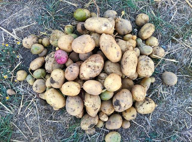 Опасность зелёной картошки: можно ли её съесть без вреда