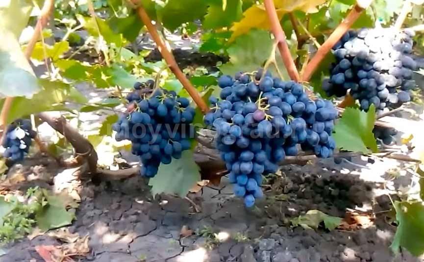 Виноград молдова: описание сорта, фото, отзывы