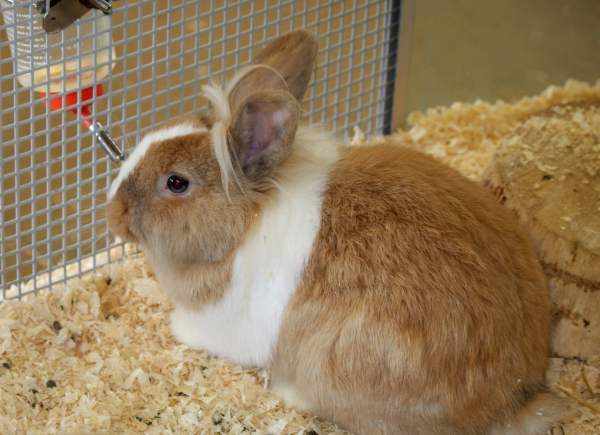 Применение стоп-кокцид кроликам: профилактика и лечение заболеваний
