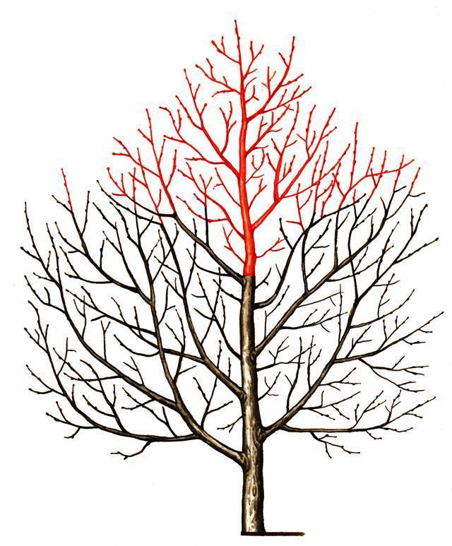 Обрезка плодовых деревьев весной: как обрезать дерево правильно