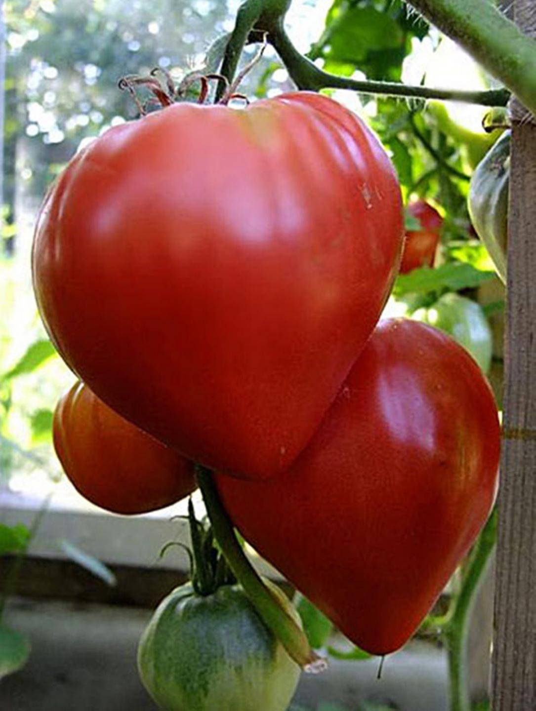 Томат бычье сердце: характеристика и описание сорта, отзывы огородников и фото полученного урожая помидоров
