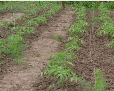 Уход за помидорами в открытом грунте от посадки до урожая, прищипывание, пасынкование