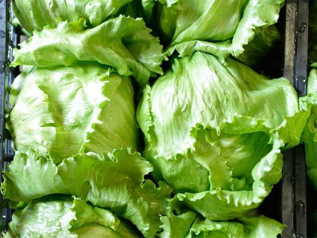 Как выращивать салат айсберг в домашних условиях?