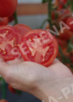 Выращивание помидоров по маслову – увеличение урожая в 8 раз: описание метода, особенности подготовки почвы и семян томатов, а также инструкция по посадке и уходу русский фермер