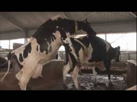 Искусственное осеменения коров, способы осеменения