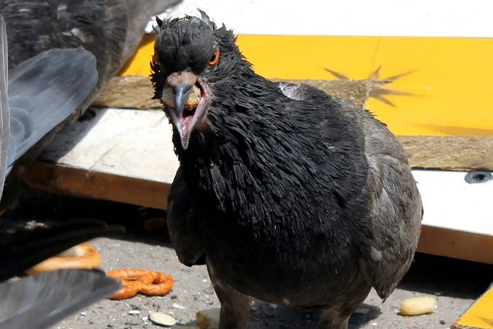 Болезни голубей и их лечение: какие инфекции переносит больная птица