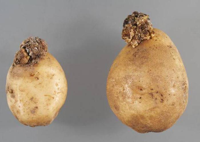Рак картофеля: признаки, лечение и профилактика + фото