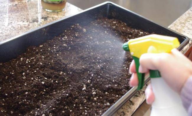 8 способов обеззаразить стенки и почву в теплице