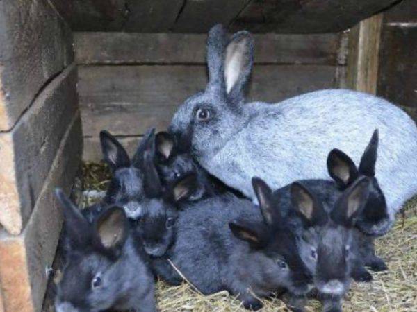 Кролики породы серебро (31 фото): характеристика разновидностей породы серебро: полтавское и советское, светлое большое и европейское. особенности ухода и питания