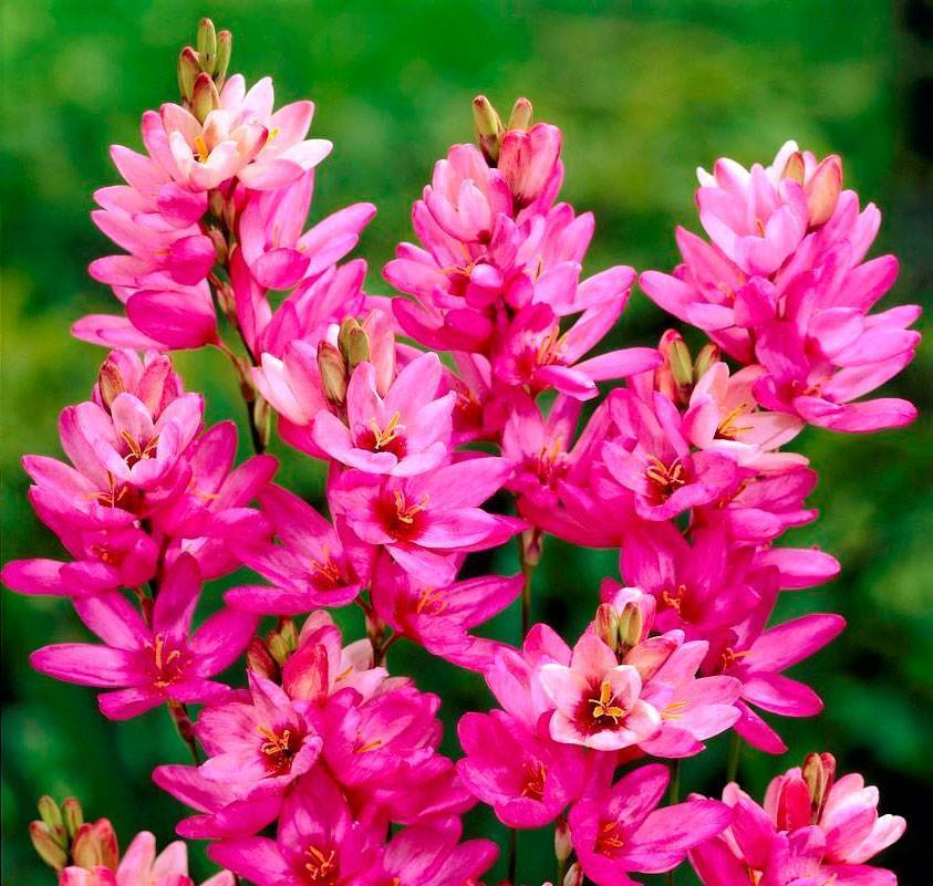 Цветок иксия - посадка и уход, фото растения