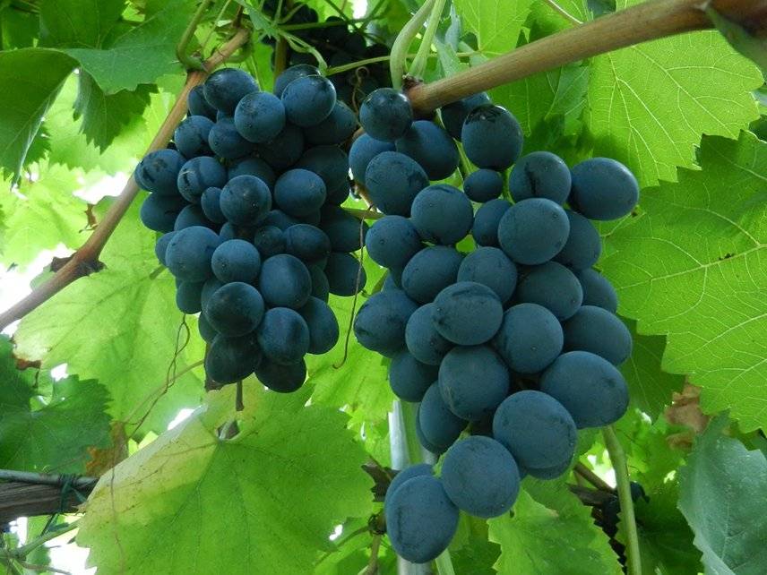 Сорт винограда "молдова": описание, плюсы и минусы, отзывы