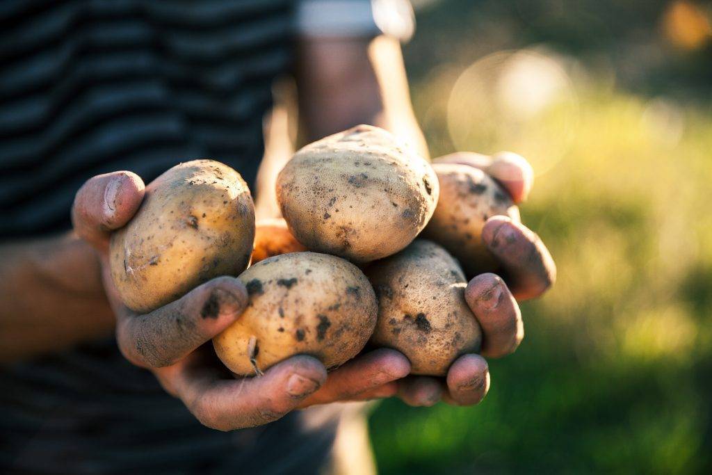 Картофель коломбо: описание сорта, фото, отзывы