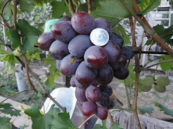 Описание винограда «Фавор» с фотографиями и отзывами