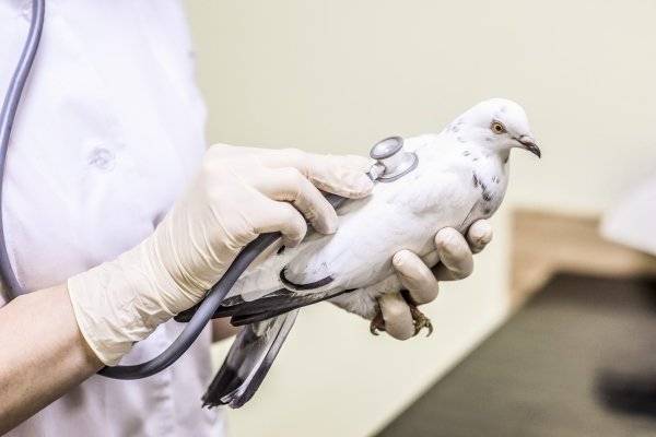 Вакцина «ла-сота» для голубей: инструкция по применению