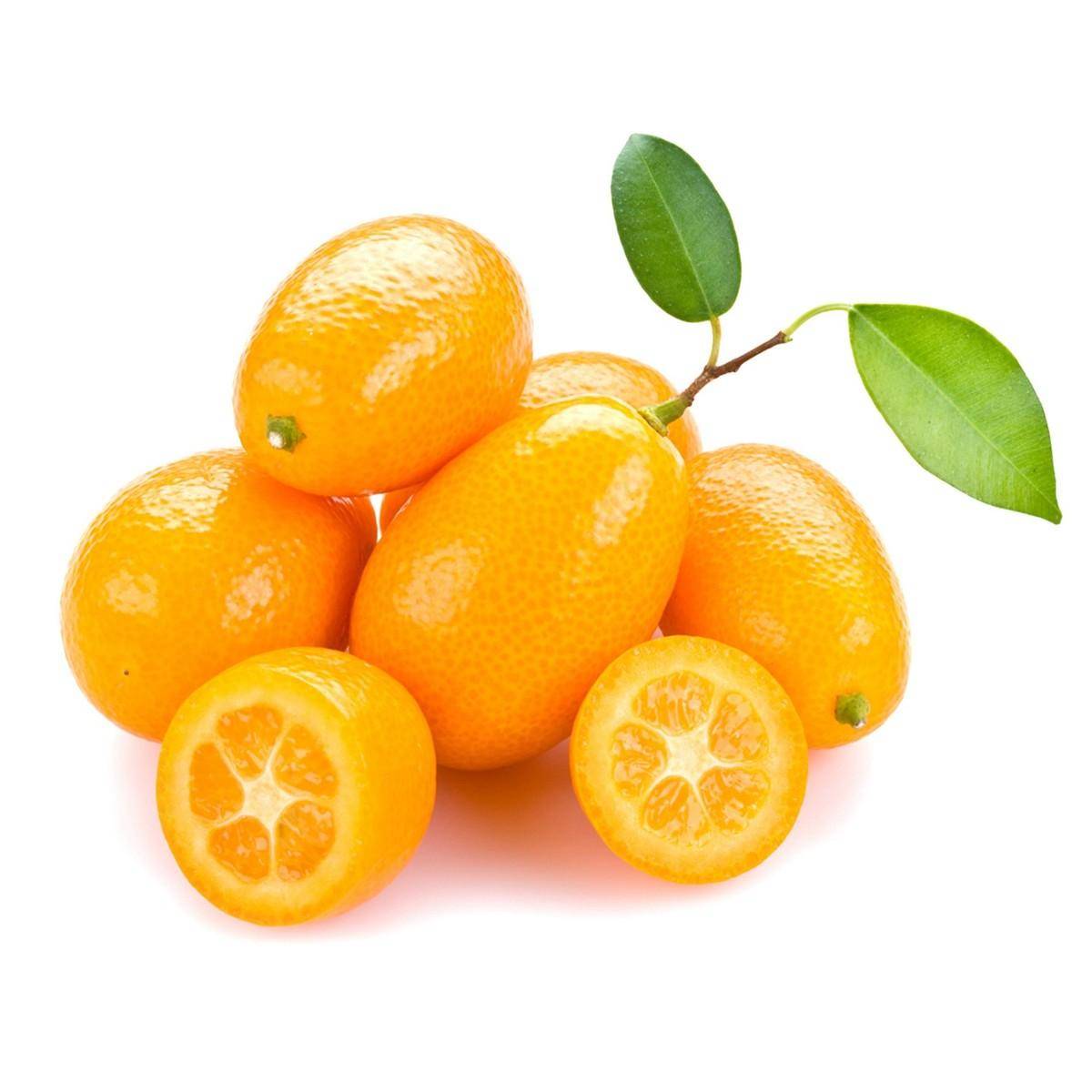 «золотой апельсин» кумкват: его польза для организма человека, возможный вред, нормы и области применения