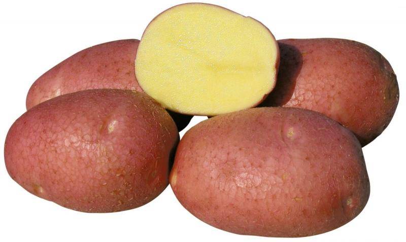 Описание и особенности выращивания картофеля сорта «рокко»