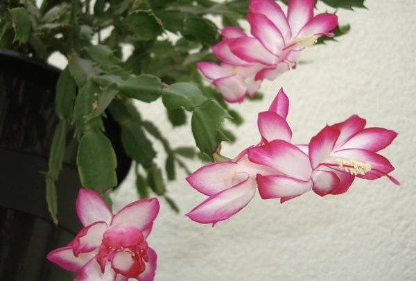 Уход в домашних условиях за зигокактусом: фото и условия выращивания цветка