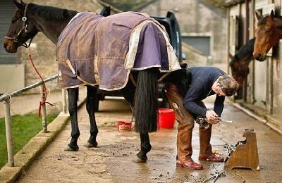 Подкованная лошадь (28 фото): зачем подковывают коней? какие нужны подковы? правильная подковка в домашних условиях