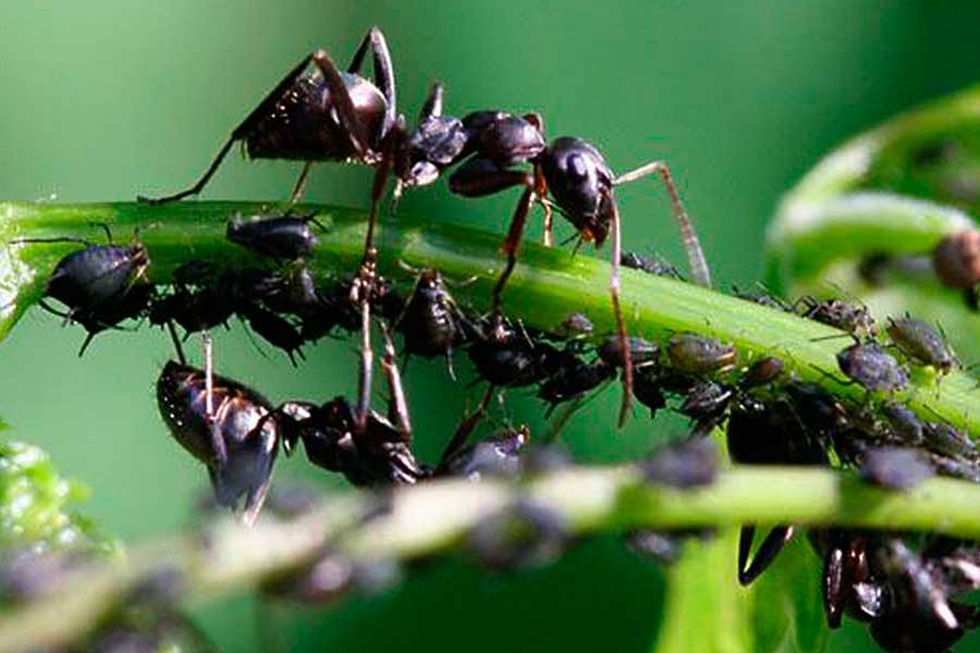 Чем обработать смородину от тли, муравьев и других вредителей