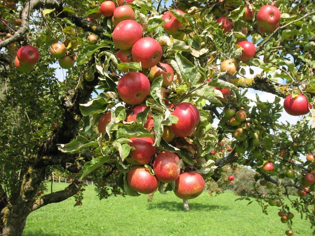 Яблони на карликовом подвое: сорта с фото и описанием