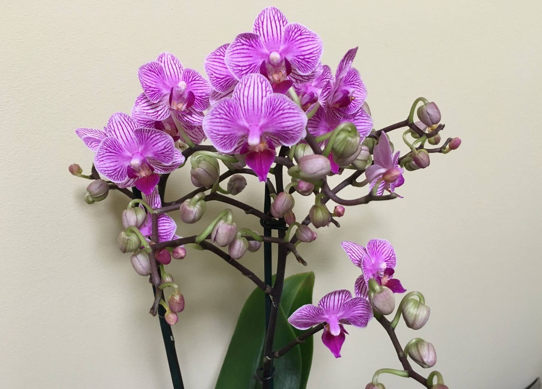 Пятнистые орхидеи: фото и сорта в крапинку, описание разновидности далматинец
