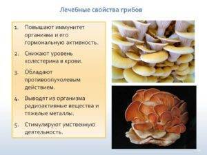 Польза и вред грибов — 5 доказанных свойств для человека, а также советы по приготовлению и приёму
