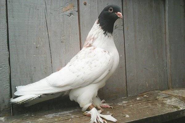 Иранские щекатые голуби: описание, фото