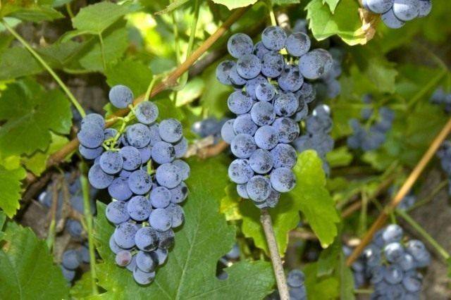 Виноград лидия