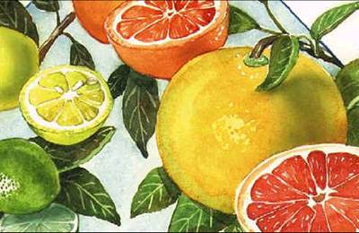 Цитрусовые фрукты: список названий, что относится, виды