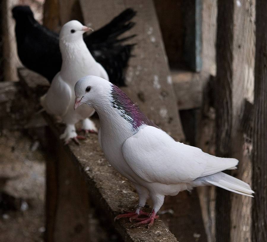Архив голубеводов мира. туркменские бойные голуби