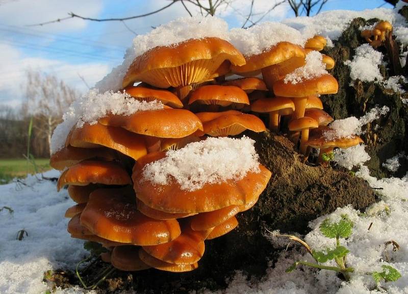 Классификация грибов: симбионты, сапрофиты, паразиты, отличительные признаки, особенности питания, съедобные виды, значение