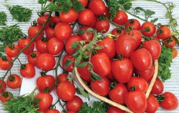 Томат "клубничное дерево": фото и описание, рекомендации по уходу за помидорами русский фермер