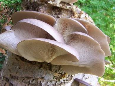 Где и как растут грибы вешенки в лесу