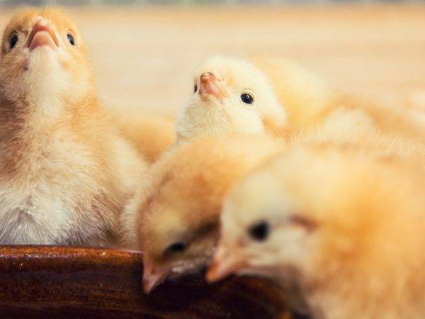 Особенности ухода за цыплятами в домашних условиях, температурный режим