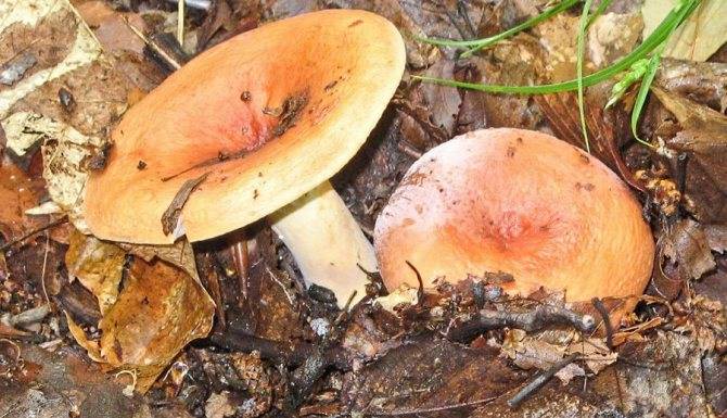 50 фото разных видов гриба «подорешник», ? названия, описания, как отличить