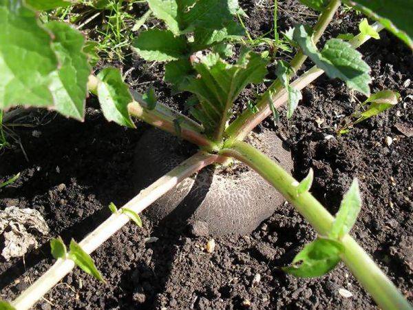 Сроки выращивания редиски: когда и как сажать весной в открытый грунт?
